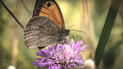 Obraz premium Sonnenblumen, Pferden und Grashupfern Schmetterlingen Blumen