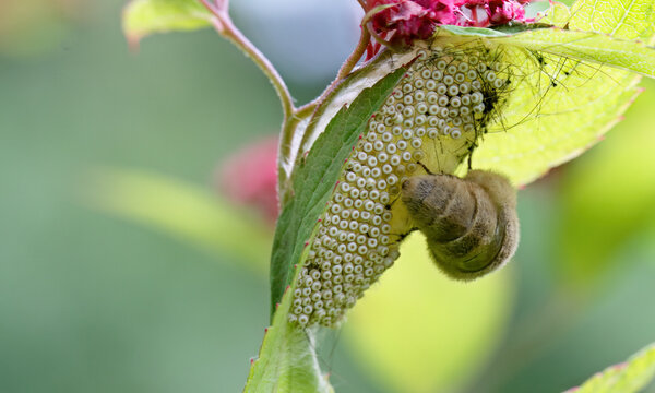 Rusty tussock moth laying eggs under a leaf 