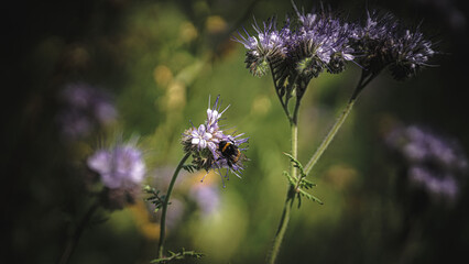 Sonnenblumen, Pferden und Grashupfern Schmetterlingen Blumen