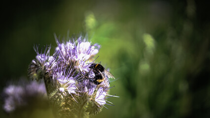 Sonnenblumen, Pferden und Grashupfern Schmetterlingen Blumen