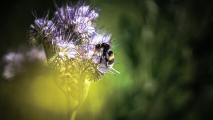 Sonnenblumen, Pferden und Grashupfern Schmetterlingen Blumen