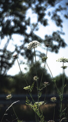 Sonnenblumen, Pferden und Grashupfern Schmetterlingen Blumen
