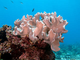A Mushroom Leather coral in a shallow reef Boracay Island  Philippines
