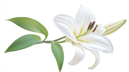 Fototapeta premium A white lily flower, purity symbol, pure white with green leaves, isolated on white background