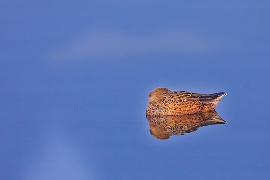 northern shoveler female mirror image 