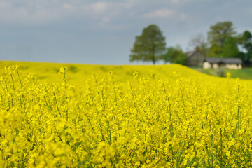 Obraz premium A flowering rapeseed field.