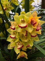 Obraz premium yellow and red orchid