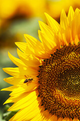 Naklejka premium Yellow honey bee hovering in front of sunflower, yellow honey bee on sunflower macro photography. vertical