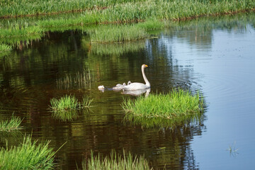 Geese with babies.