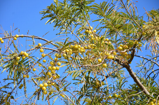Indian Gooseberry also known as Amla (Phyllanthus emblica) cultivation