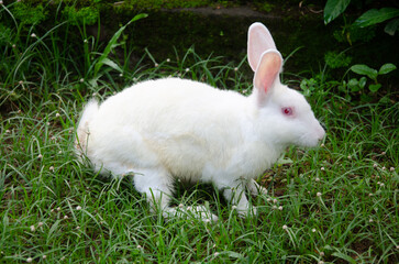 White Rabbit