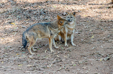 A pair of Jackals in a zoo