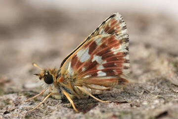 Low angle closeup on a Red-underwing Skipper, Spialia sertorius sitting on wood, Gard, France