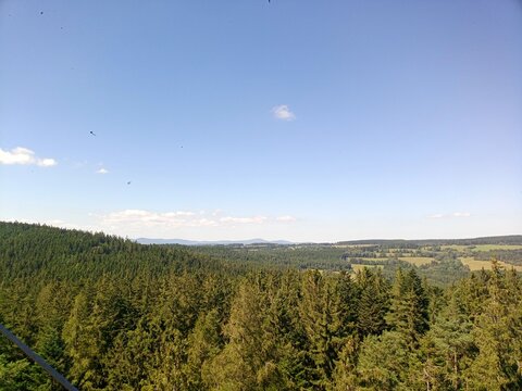 forest in the mountains