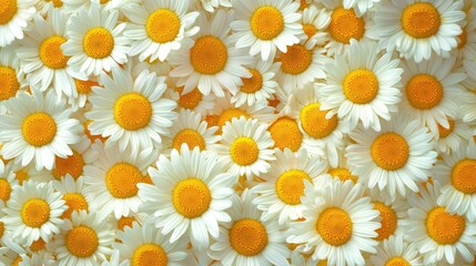 Obraz premium A dense carpet of blooming daisies, creating a fresh and joyful flower background