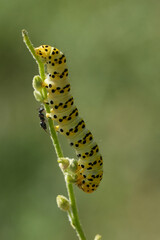 Closeup on the large colorful yellow to green caterpillar of the striped lychnis moth, Cucullia lychnitis , Gard, France