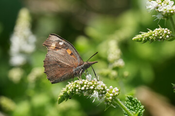 Closeup on the European beak or nettle-tree butterfly, Libythea celtis, sitting on a white flowering Mentha suaveolens, Gard, France