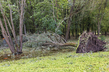 A downed tree in the park after a devastating storm leaves a trail of destruction