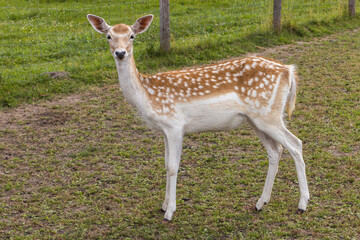 Small curious deer stands deer on the grass in profile and looks at the camera