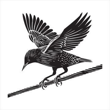 recommend clip art: Common Starling Clipart, Starling silhouette, European starling illustration in black and white 