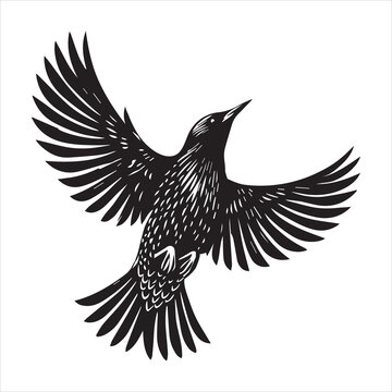 recommend clip art: Common Starling Clipart, Starling silhouette, European starling illustration in black and white 