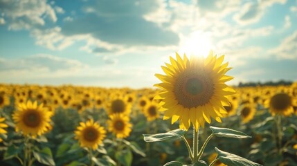 Sunflower Field at Sunset