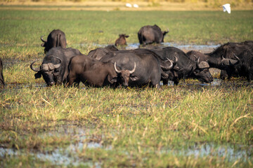 Fototapeta premium The African buffalo, Syncerus caffer, is a large sub-Saharan African bovine in the Chobe River is the northern boundary of the Chobe National Park, Botswana in Africa