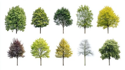 Obraz premium A variety of trees displayed on a white background, each one highlighted individually to show diversity in form and leaf shape.