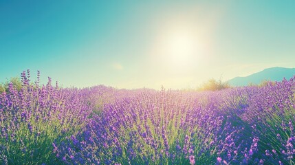 Fototapeta premium Vibrant lavender field under a clear, sunny sky