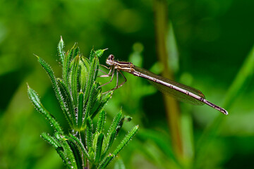 Blaue Federlibelle - Weibchen // White-legged damselfly - female (Platycnemis pennipes) - Ropotamo National Park, Bulgaria