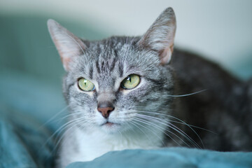 Close-up of grey tabby cat with green eyes. Studio pet portrait. Design for poster, greeting card, invitation, postcard