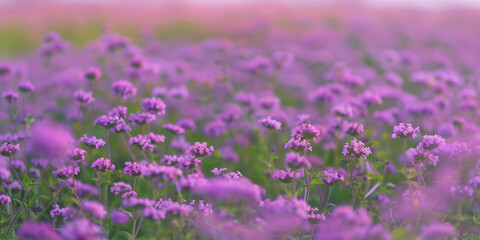 Field of Verbena flowers