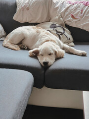 petit dodo © dimitri