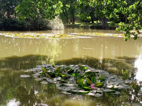 pond in a park