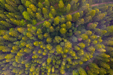 Naklejka premium Letni las, wschód słońca, Beskid Sądecki, Poland, EU