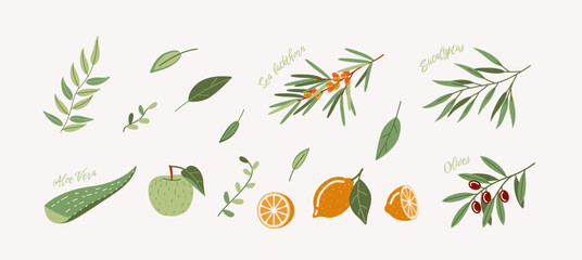 Organic ingredients of herbal medicine 2D cartoon objects set. Fresh branches leaves and fruits flat line vector objects on white background