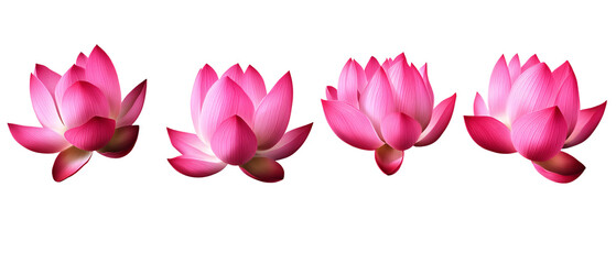 Beautiful Pink Lotus Flowers Blooming in Sequence on Black Background, Beautiful Pink Lotus Flowers Blooming in Sequence on Black Backg