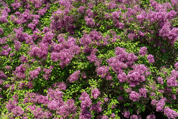 Obraz premium Purple blooming lilac bush in the garden or park. Floral textured background during the springtime in Europe.