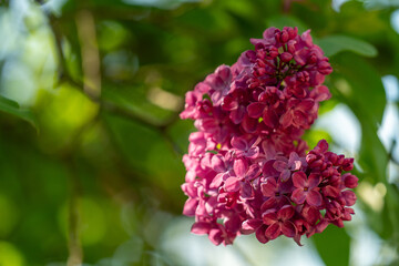 Detailed closeup of the blooming lilac with a blurred background. Aromatic spring bush plant concept. 