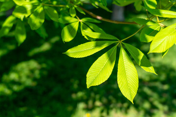 A young, fresh green chestnut leaf (symbol of Kyiv) is brightly lit by the sun. The season in the botanical garden of Kyiv.