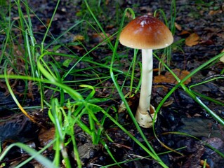 A brown toadstool grows among green grass in an oak forest in the shade of a dry oak leaf. Natural backgrounds with mushrooms in autumn during the rain