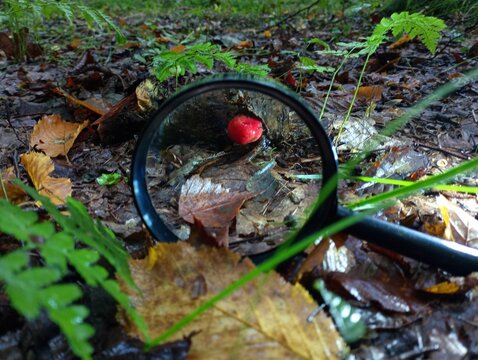 A magnifying glass for examining small objects lies in the forest and its lens shows a red microfungus in a dry fallen oak leaf. The topic of mushroom research.