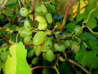A bunch of green table grapes whose berries are damaged and blackened from hail damage during a thunderstorm. A bunch of grapes on a vine among green leaves with obvious signs of damage.