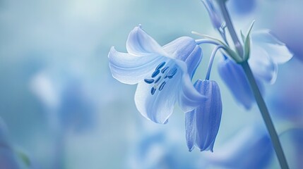 Fototapeta premium Close-up of a delicate bluebell flower, capturing its soft blue petals and intricate details.