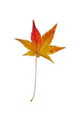 Colorful orange and yellow autumn maple leaf isolated on white background.