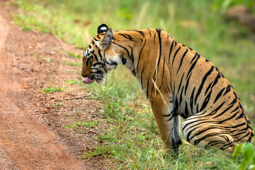 The Bengal tiger from Indian forests