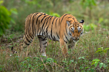 The Bengal tiger from Indian forests