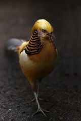 歩くオウゴンキンケイのポートレート