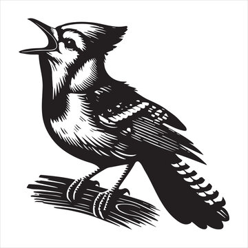recommend clip art: Blue jay Bird Clipart, Cyanocitta cristata silhouette, Blue jay illustration in black and white