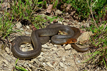 Kaspische Pfeilnatter // Caspian whipsnake (Dolichophis caspius) - Ropotamo National Park, Bulgaria